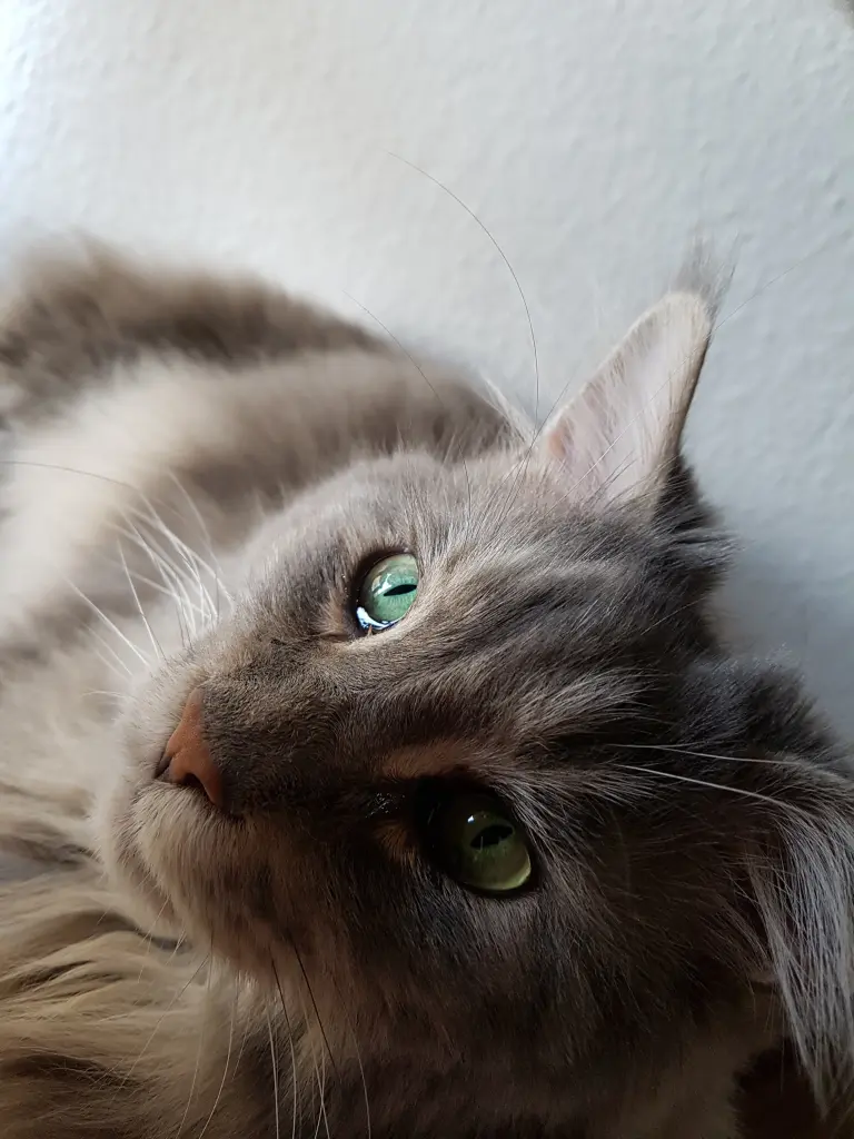 Andachtsbild von Brigitta mit Sam † 13.6.19