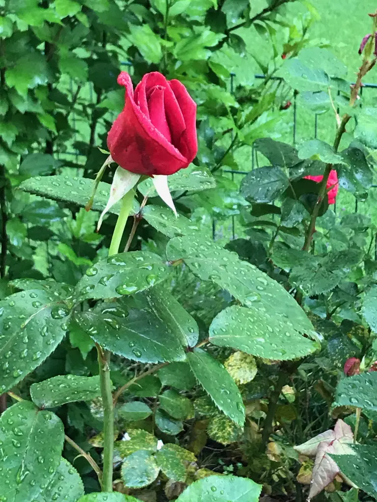 Andachtsbild von Brigitta