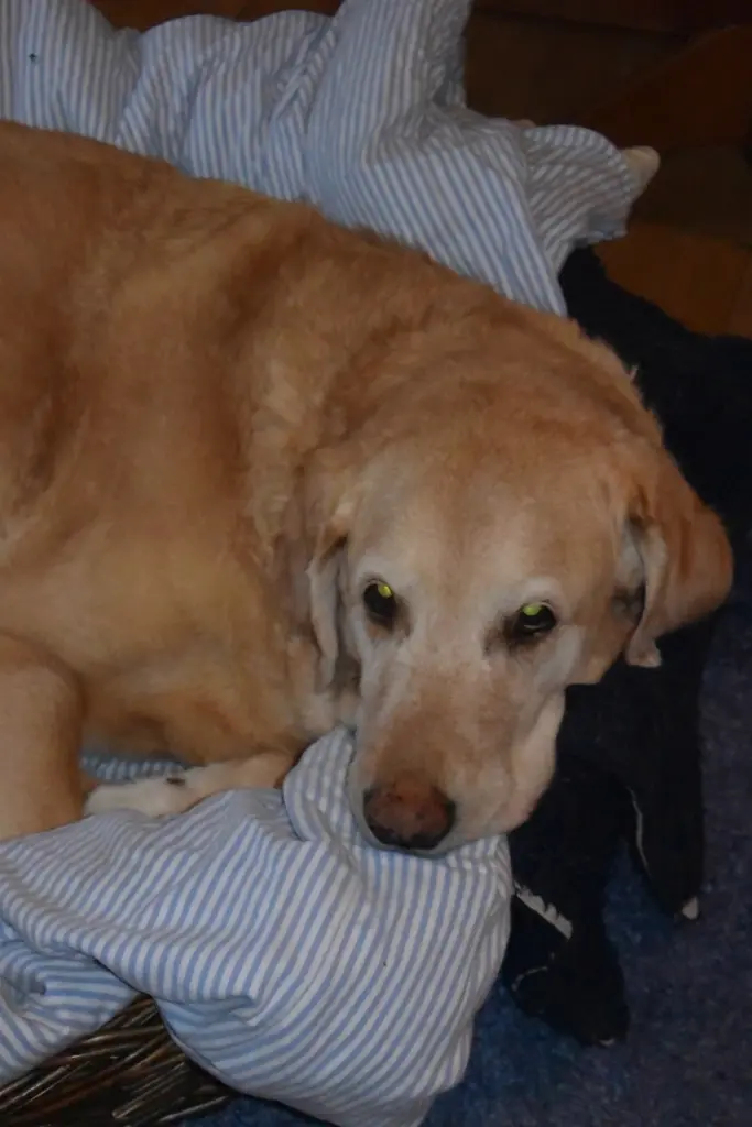 Andachtsbild von Brigitta