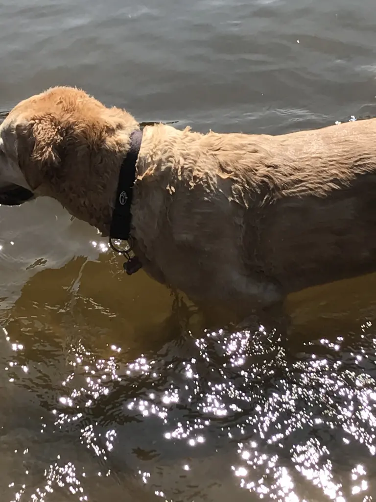 Andachtsbild von Brigitta