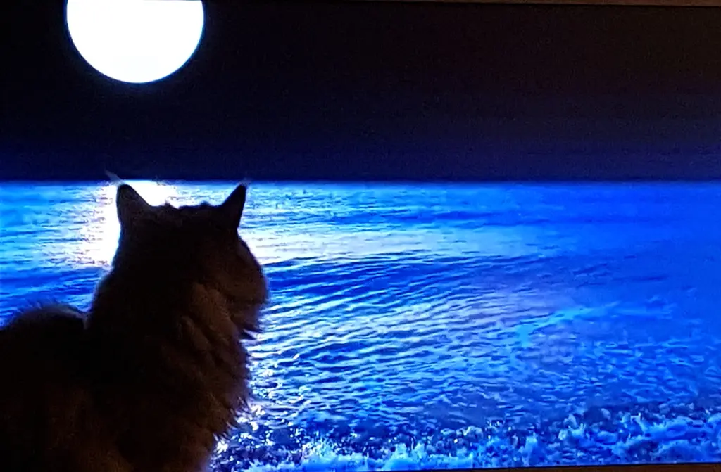 Andachtsbild von Ein lieber Gruß von Brigitta und Sam