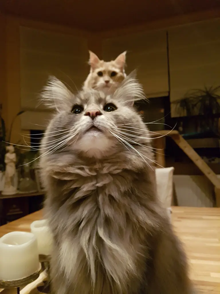 Andachtsbild von Ein lieber Gruß von Brigitta und♥Sam♥