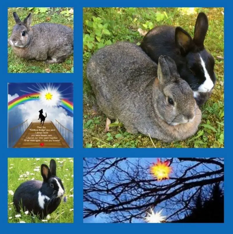 Andachtsbild von Rosen für Emma, Paula und Dora 