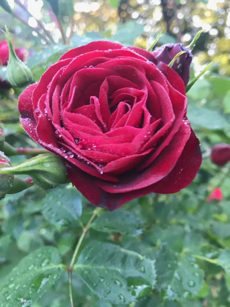 Andachtsbild von Brigitta