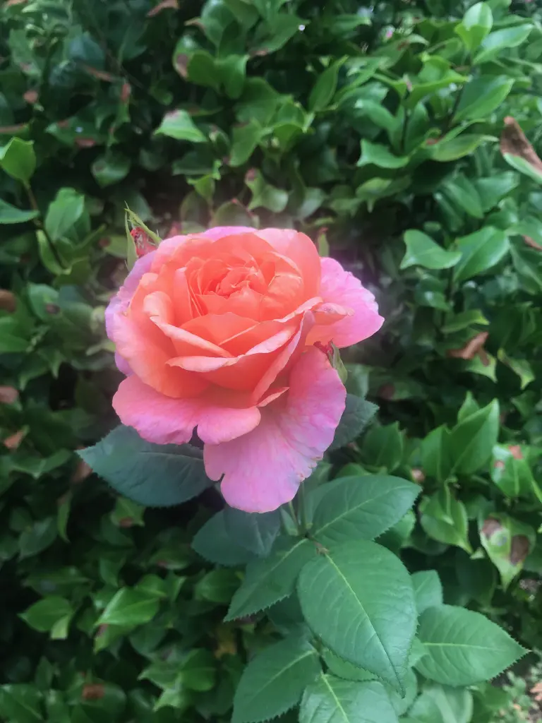 Andachtsbild von Brigitta