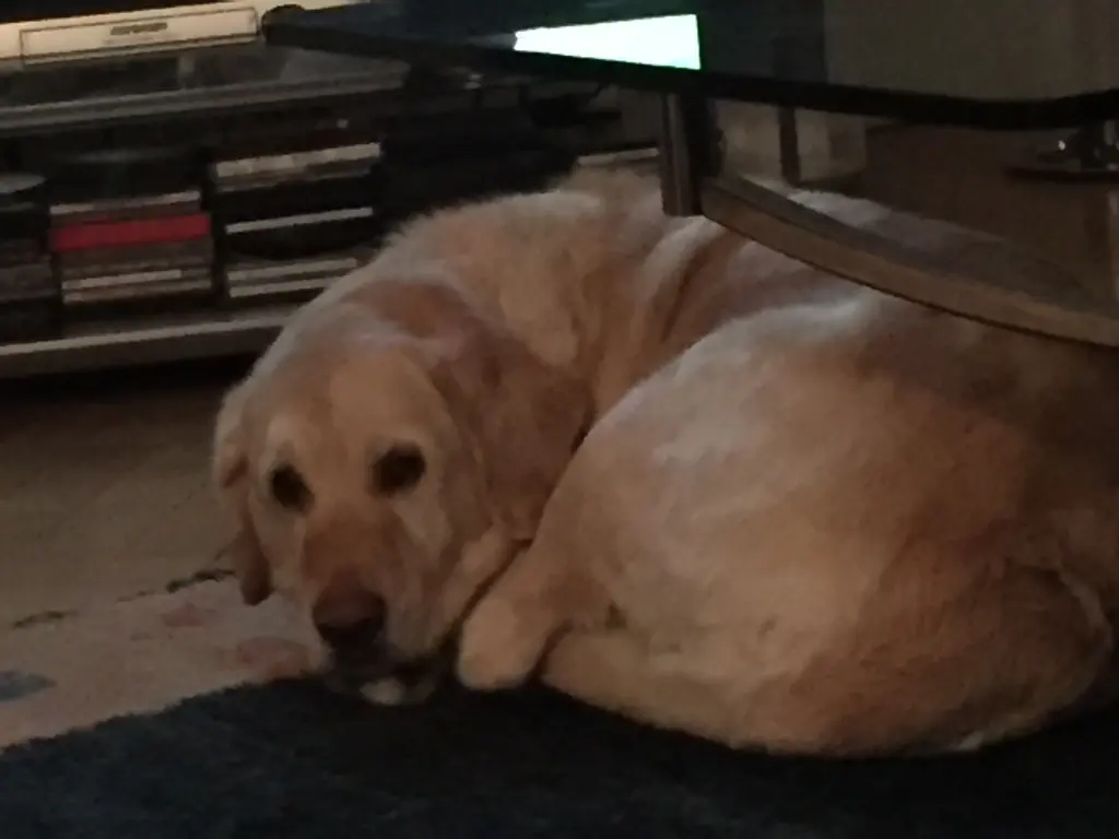 Andachtsbild von Brigitta