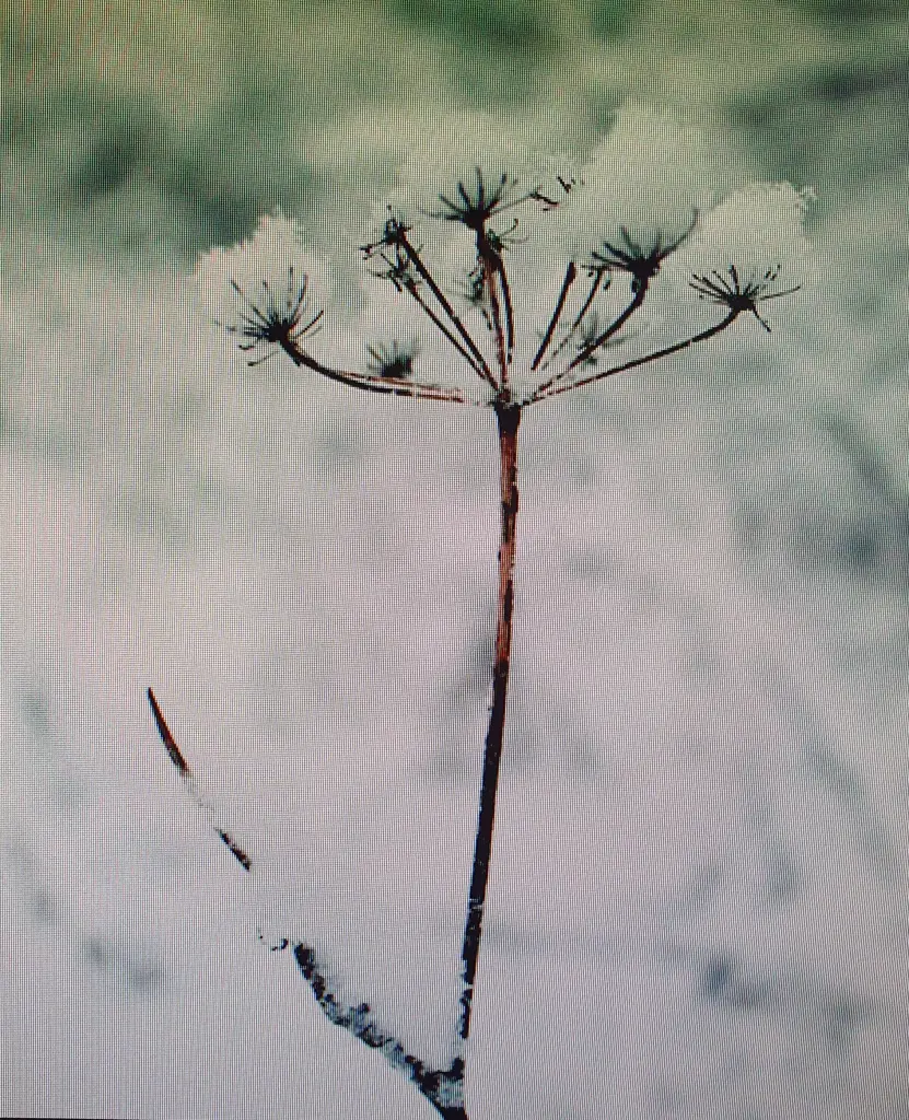 Andachtsbild von Ein lieber Gruß von Brigitta und♥Sam♥