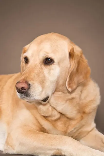 Andachtsbild von Brigitta