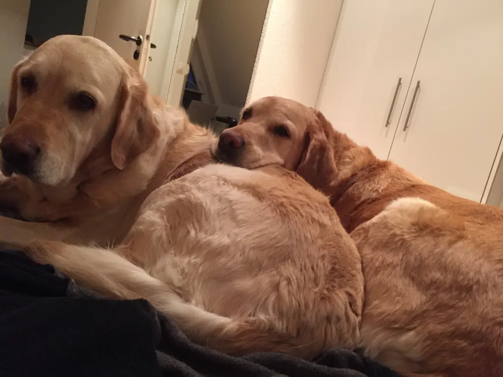 Andachtsbild von Brigitta