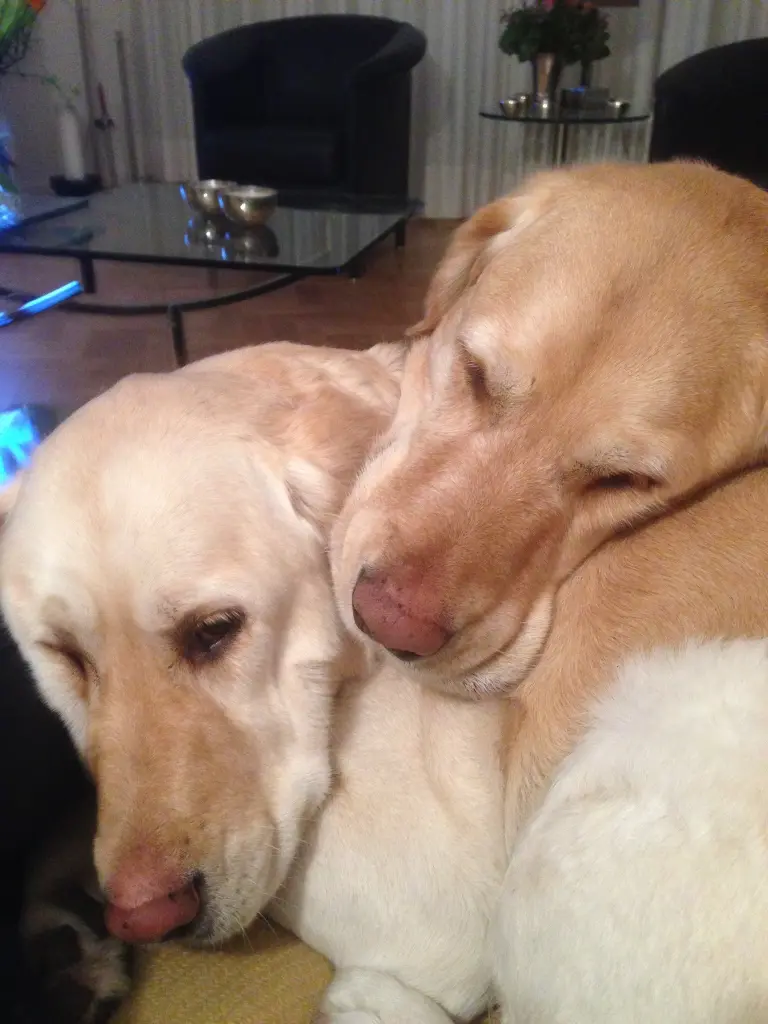 Andachtsbild von Brigitta