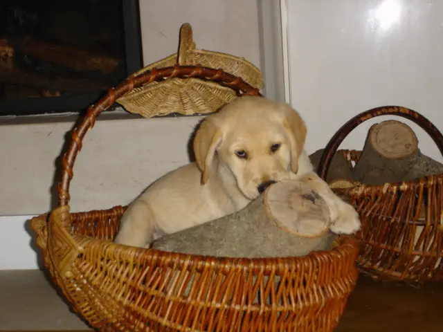 Andachtsbild von Brigitta