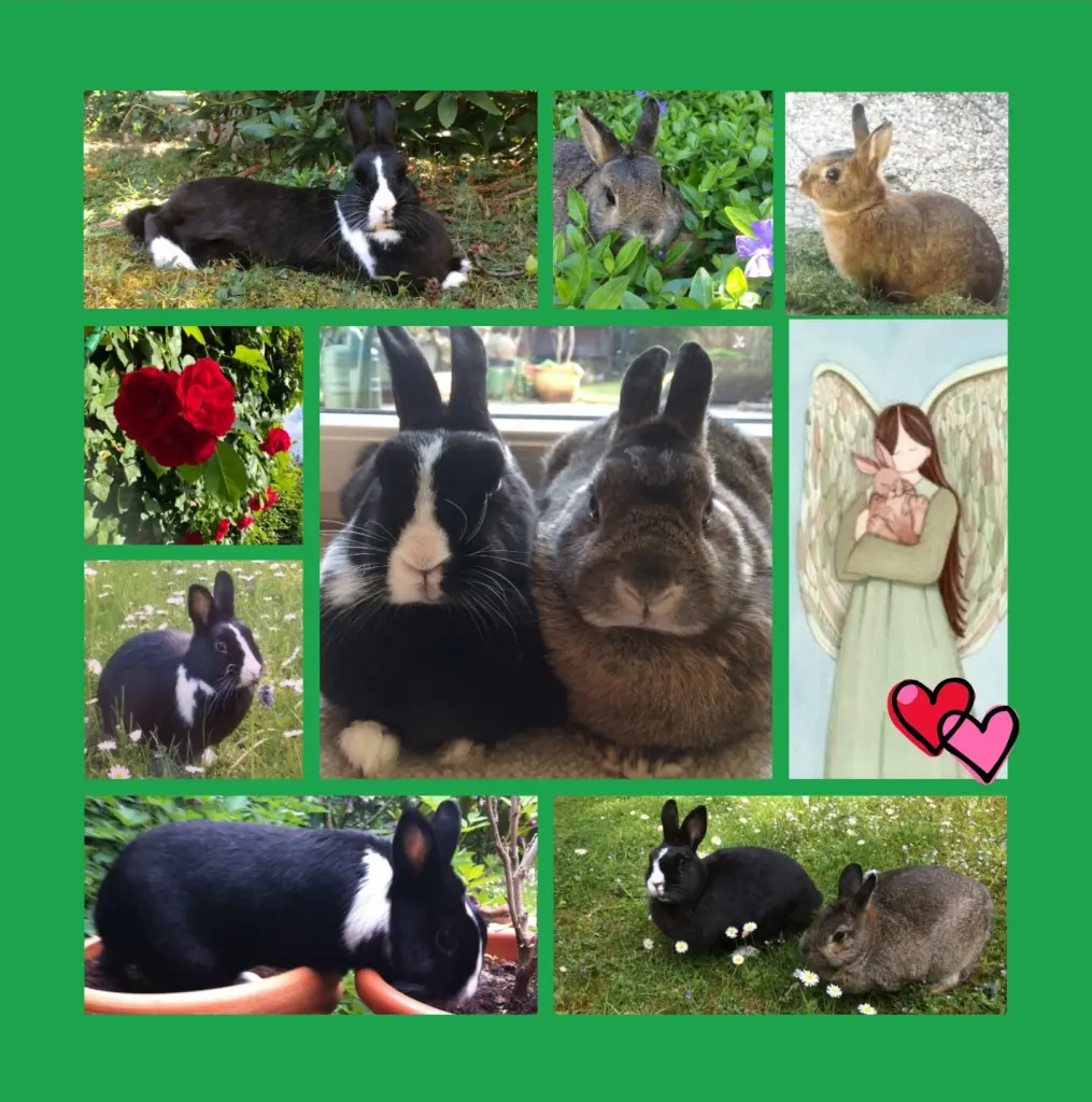 Andachtsbild von Eine Sonntagsrose für Emma 