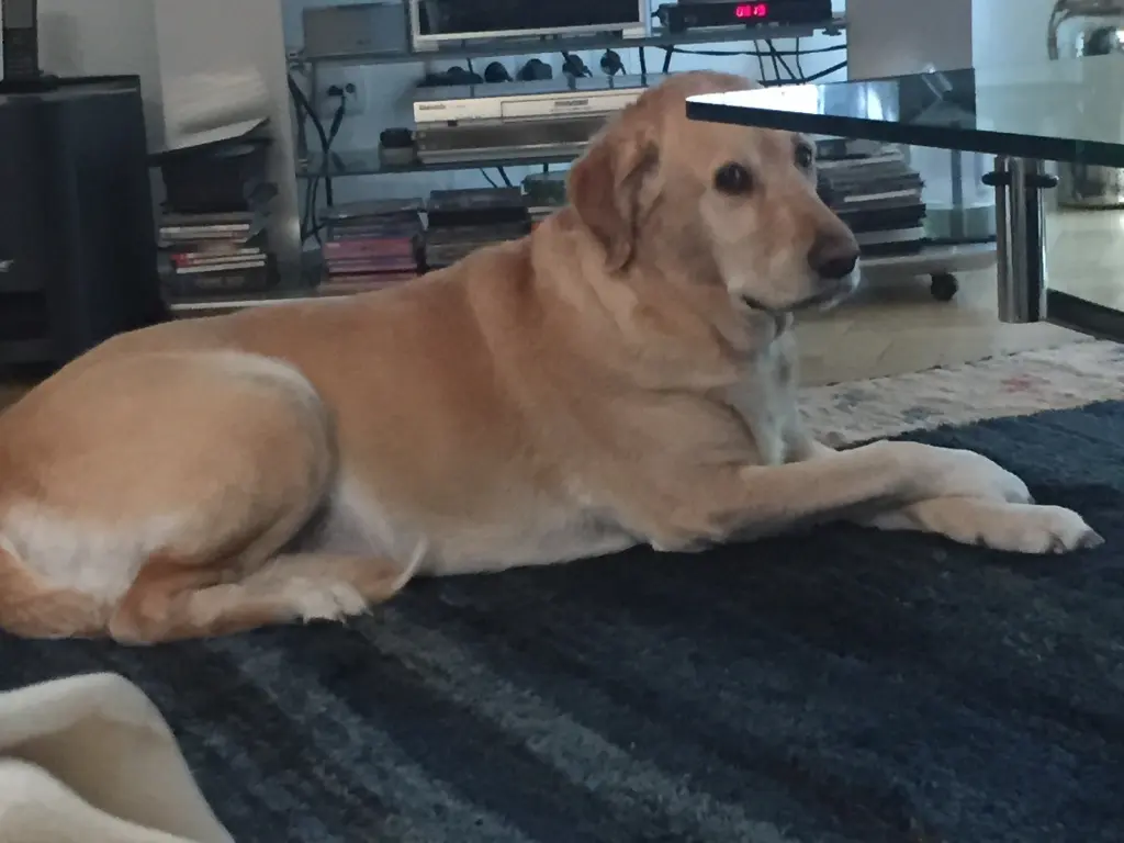 Andachtsbild von Brigitta