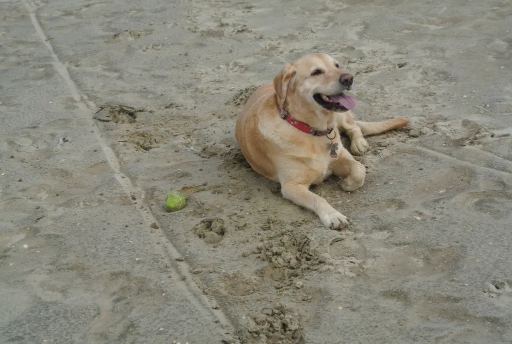 Andachtsbild von Brigitta