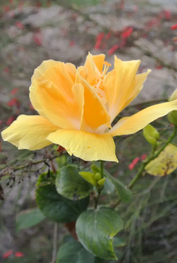 Andachtsbild von Brigitta