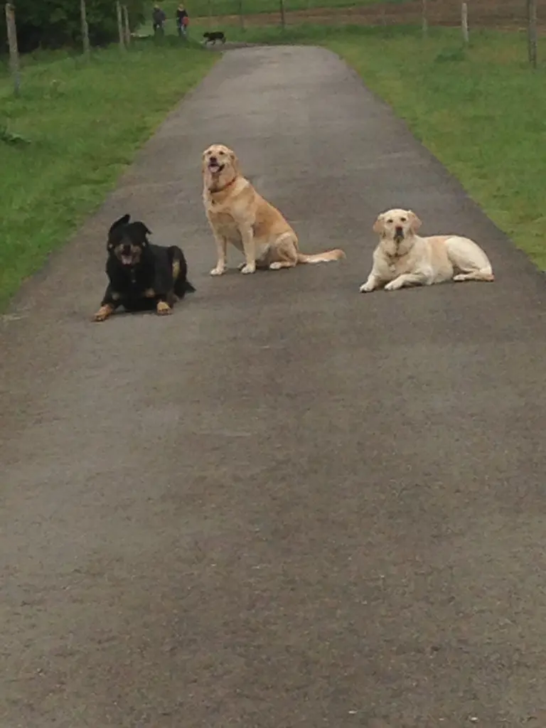 Andachtsbild von Brigitta 