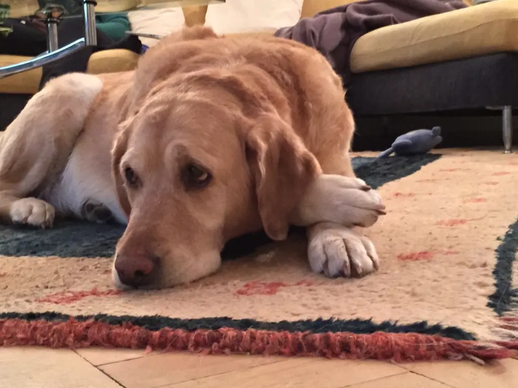 Andachtsbild von Brigitta 