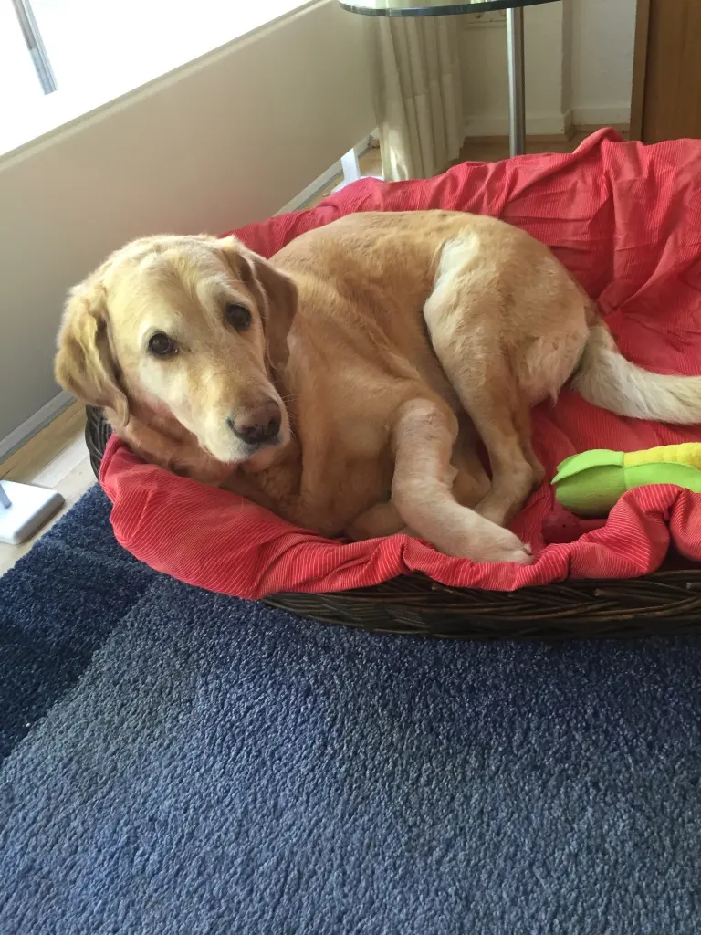 Andachtsbild von Brigitta 