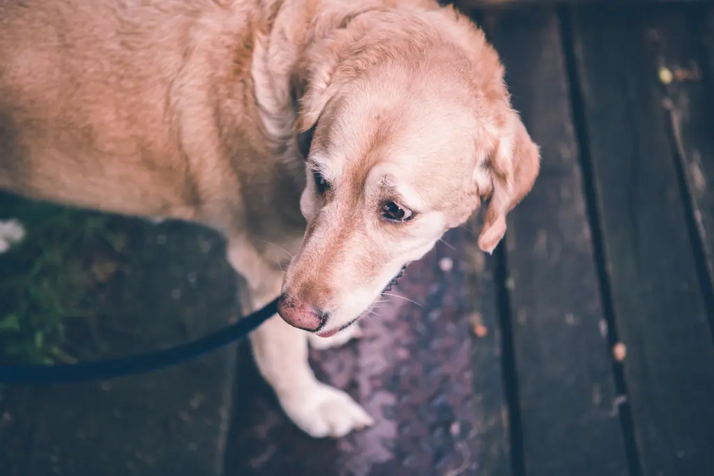 Andachtsbild von Brigitta