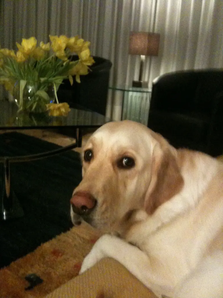 Andachtsbild von Brigitta 