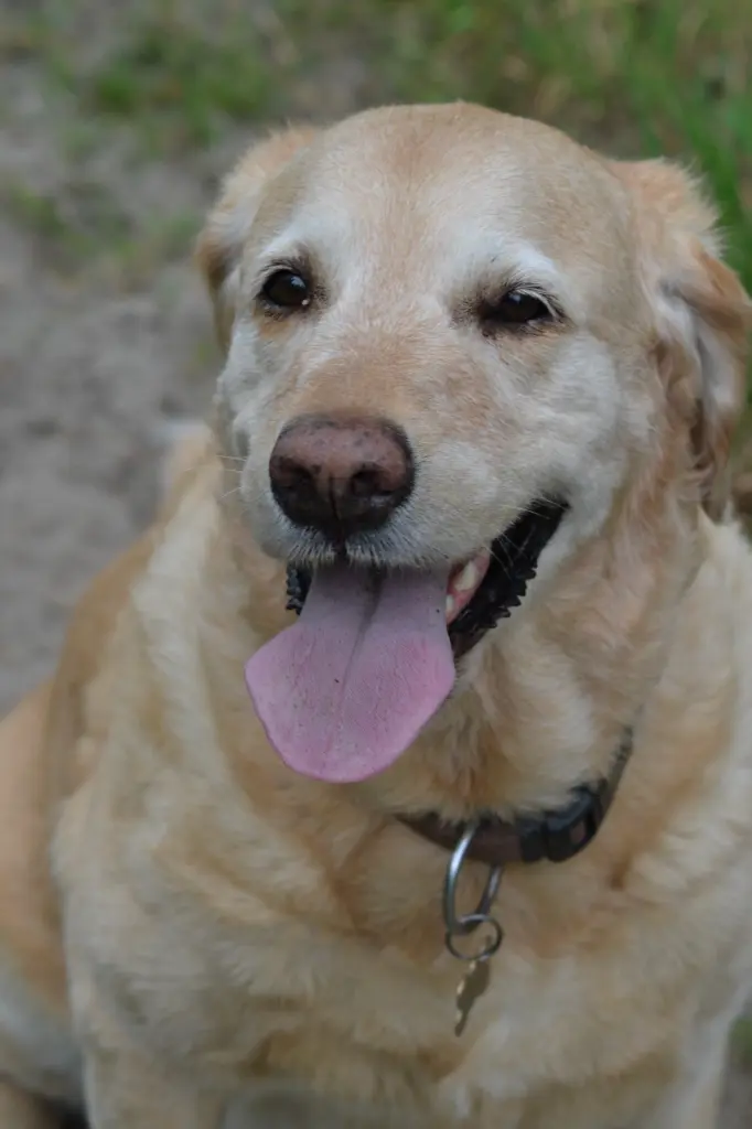 Andachtsbild von Brigitta 