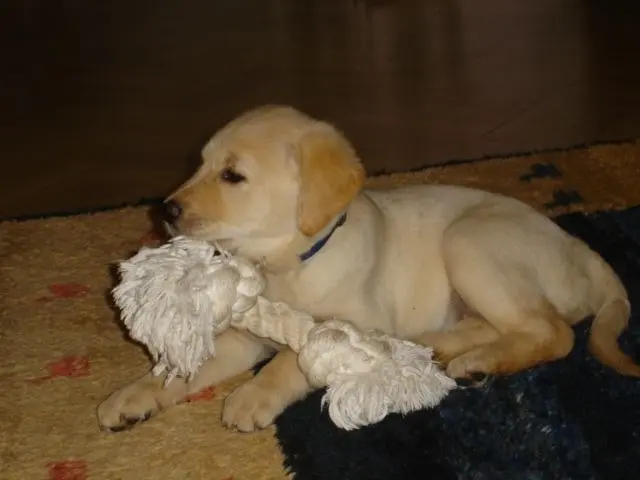 Andachtsbild von Brigitta 