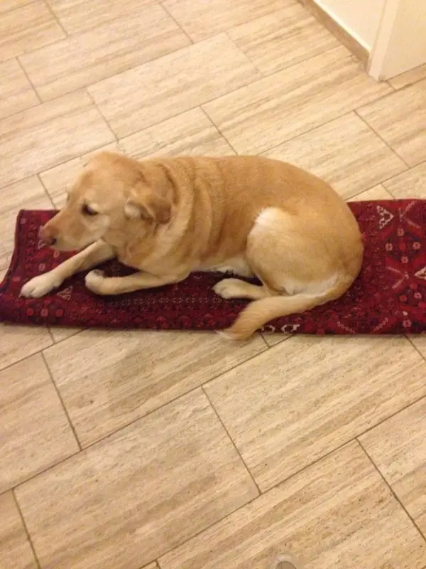 Andachtsbild von Brigitta 