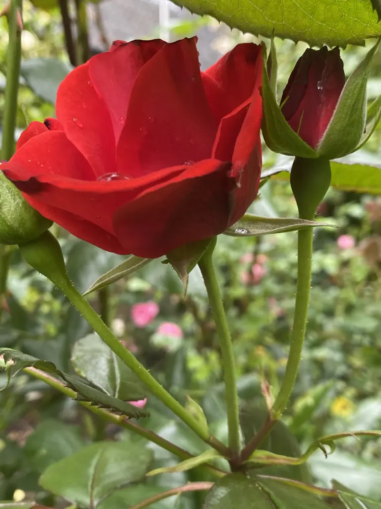 Andachtsbild von Brigitta 