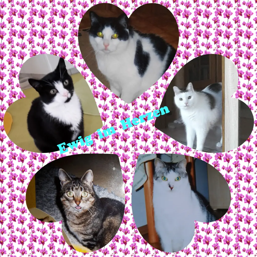 Andachtsbild von Eike und Edeltraud mit Mulle, Miezi, Jonny, Felix und Lemmi tief im Herzen ❤❤❤❤❤