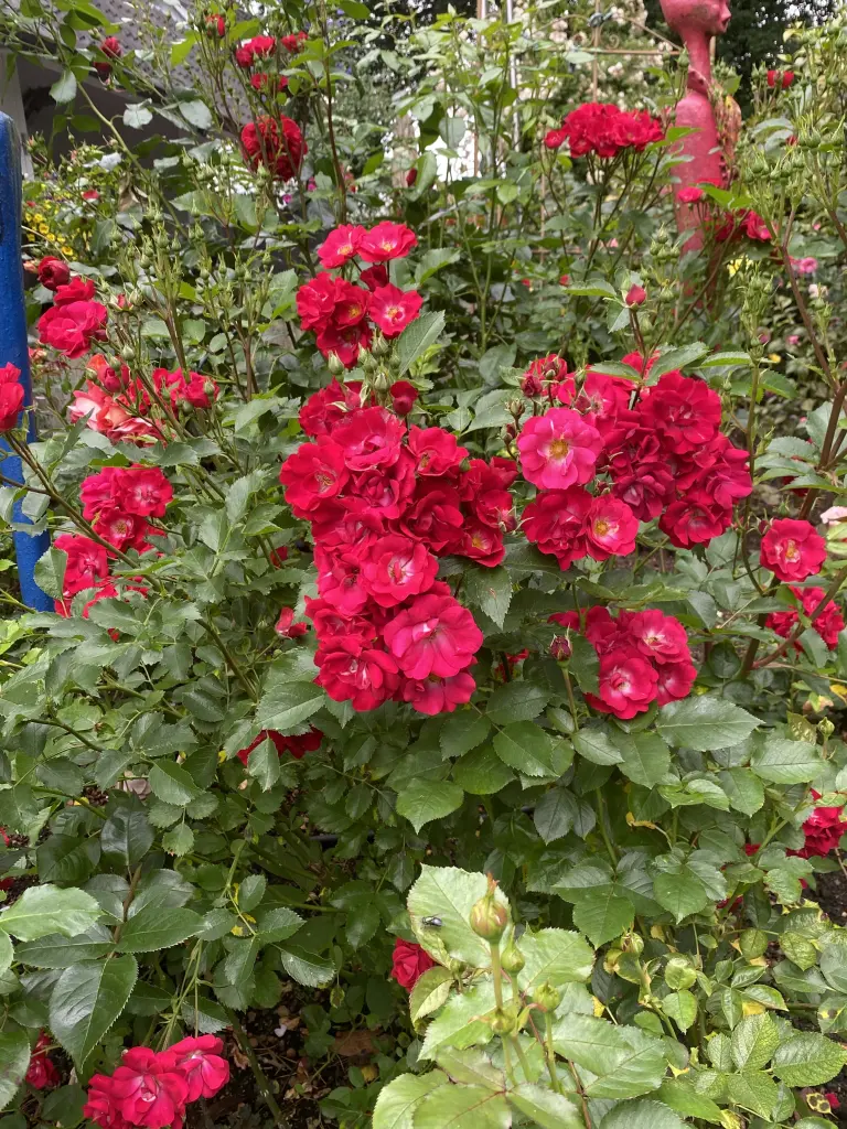 Andachtsbild von Brigitta 