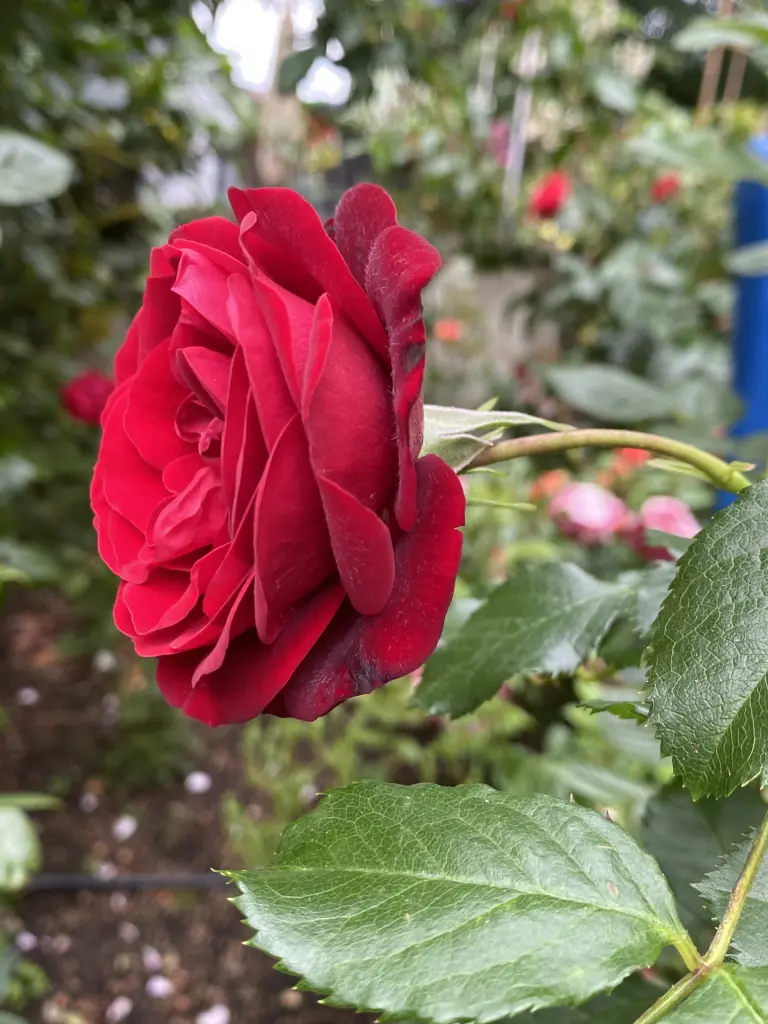 Andachtsbild von Brigitta 