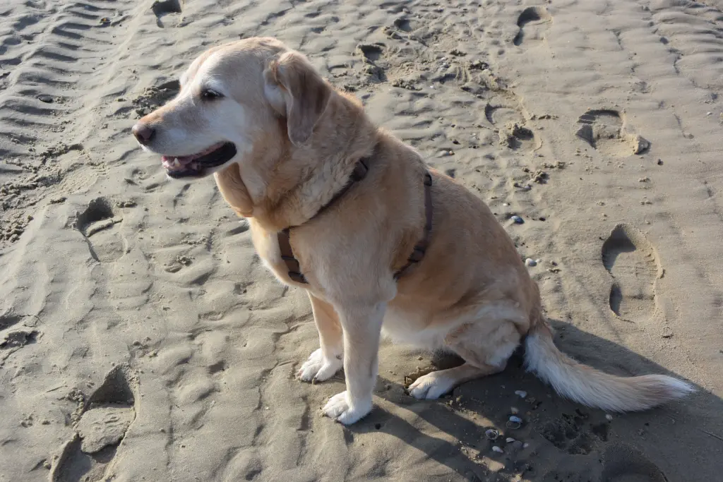 Andachtsbild von Brigitta 