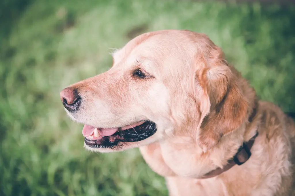 Andachtsbild von Brigitta