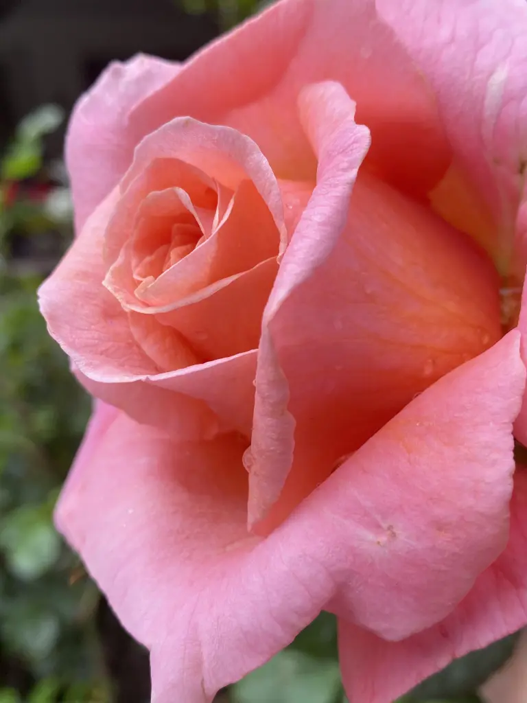 Andachtsbild von Brigitta