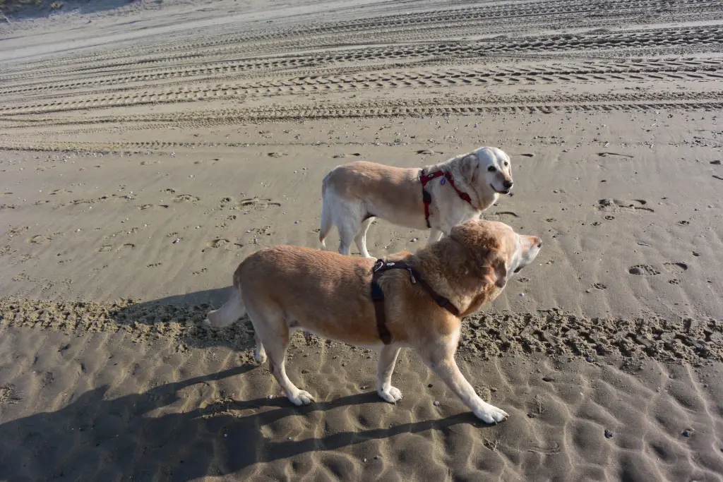 Andachtsbild von Brigitta 