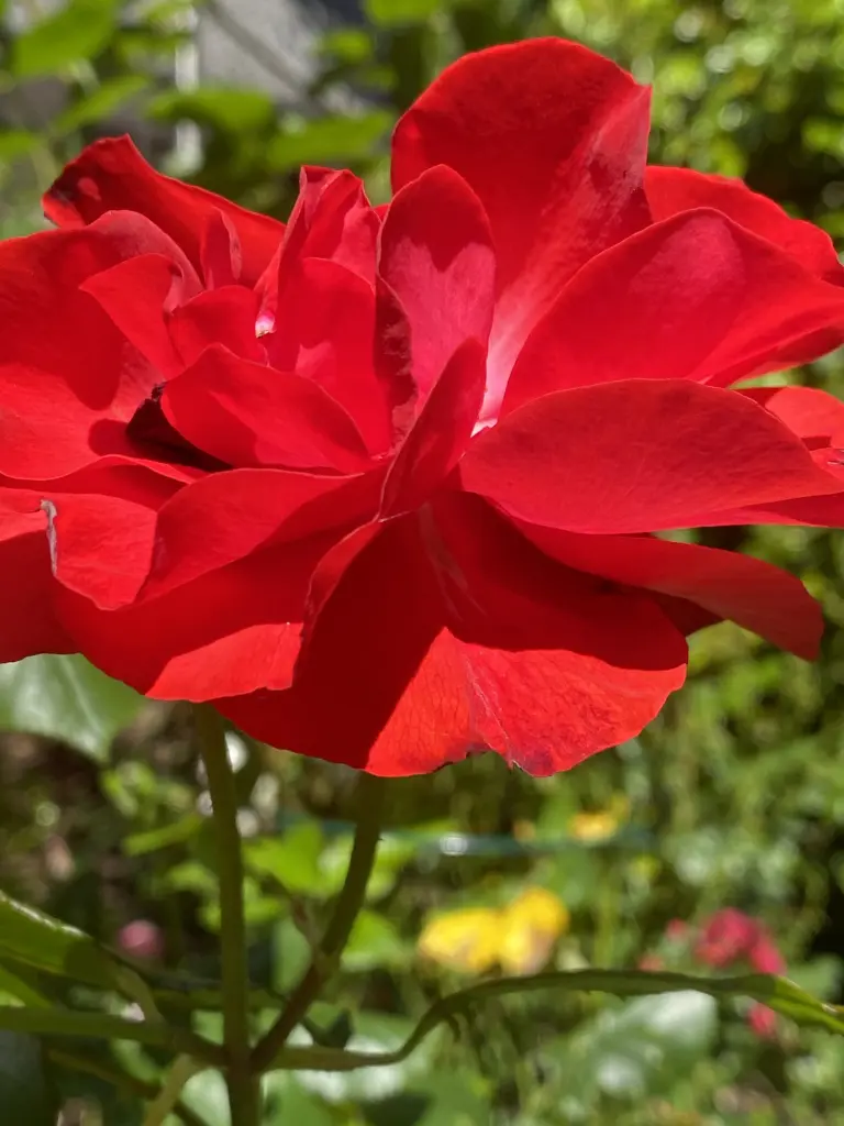 Andachtsbild von Brigitta 