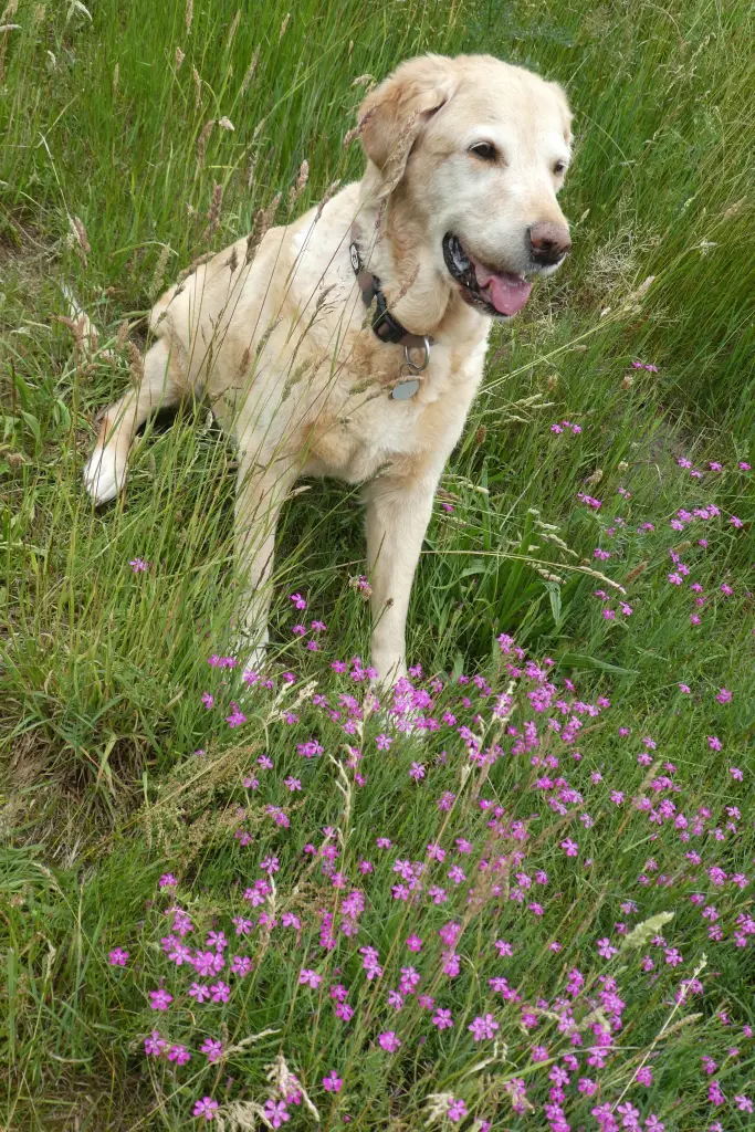 Andachtsbild von Brigitta 