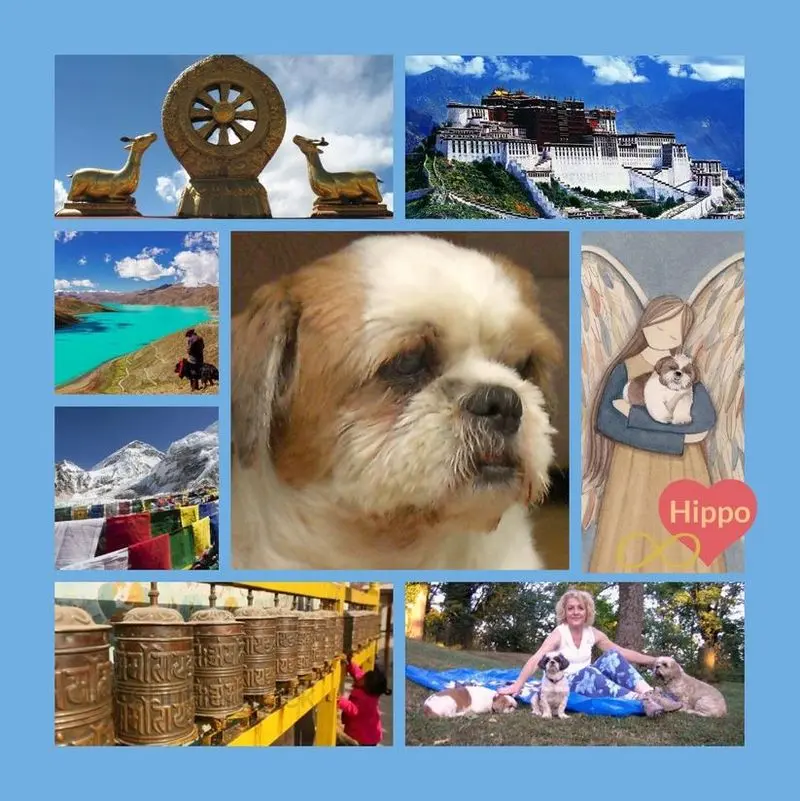 Andachtsbild von Rosen für Emma - danke