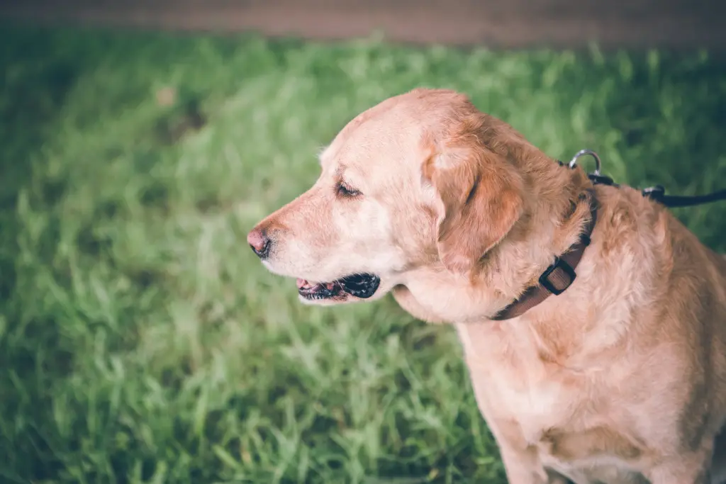 Andachtsbild von Brigitta 