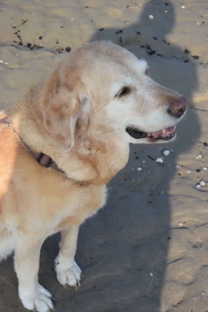 Andachtsbild von Brigitta 