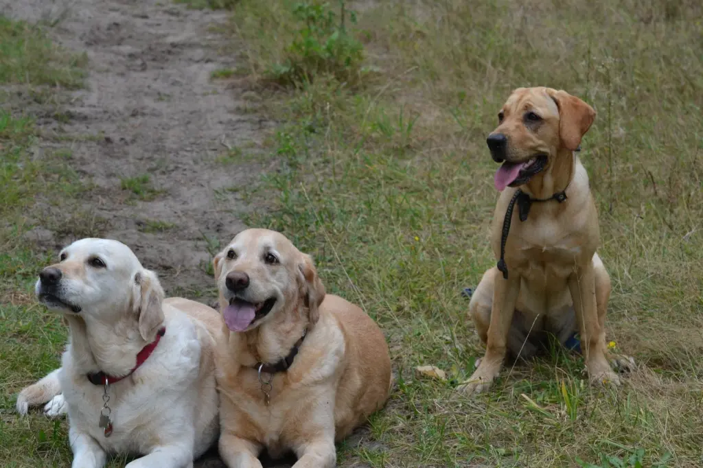 Andachtsbild von Brigitta 