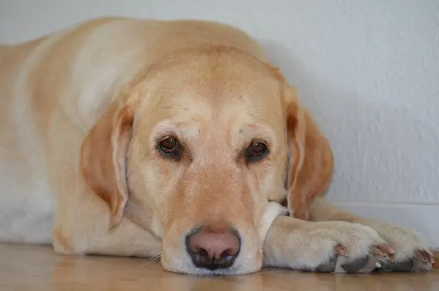 Andachtsbild von Brigitta 