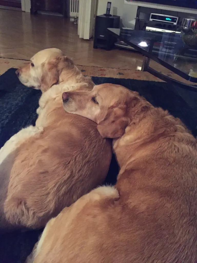 Andachtsbild von Brigitta 