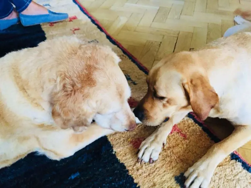 Andachtsbild von Brigitta 