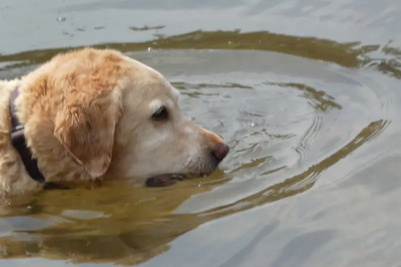 Andachtsbild von Brigitta 