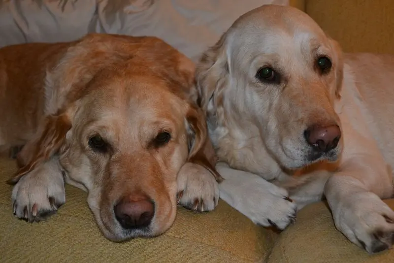 Andachtsbild von Brigitta