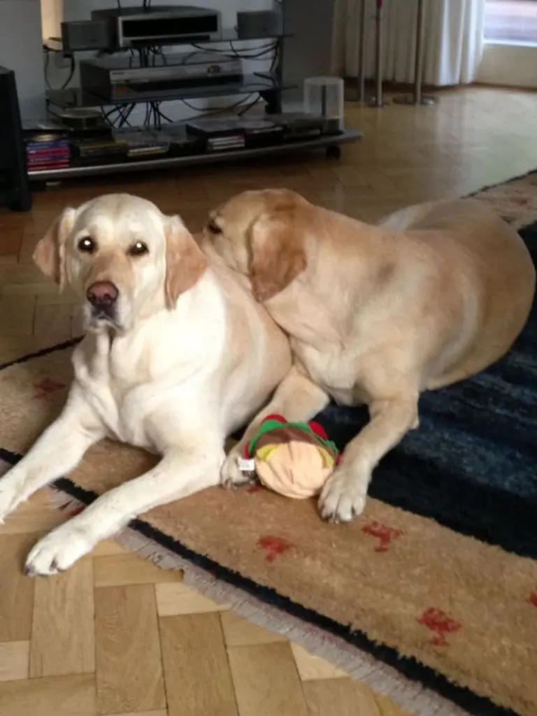 Andachtsbild von Brigitta 