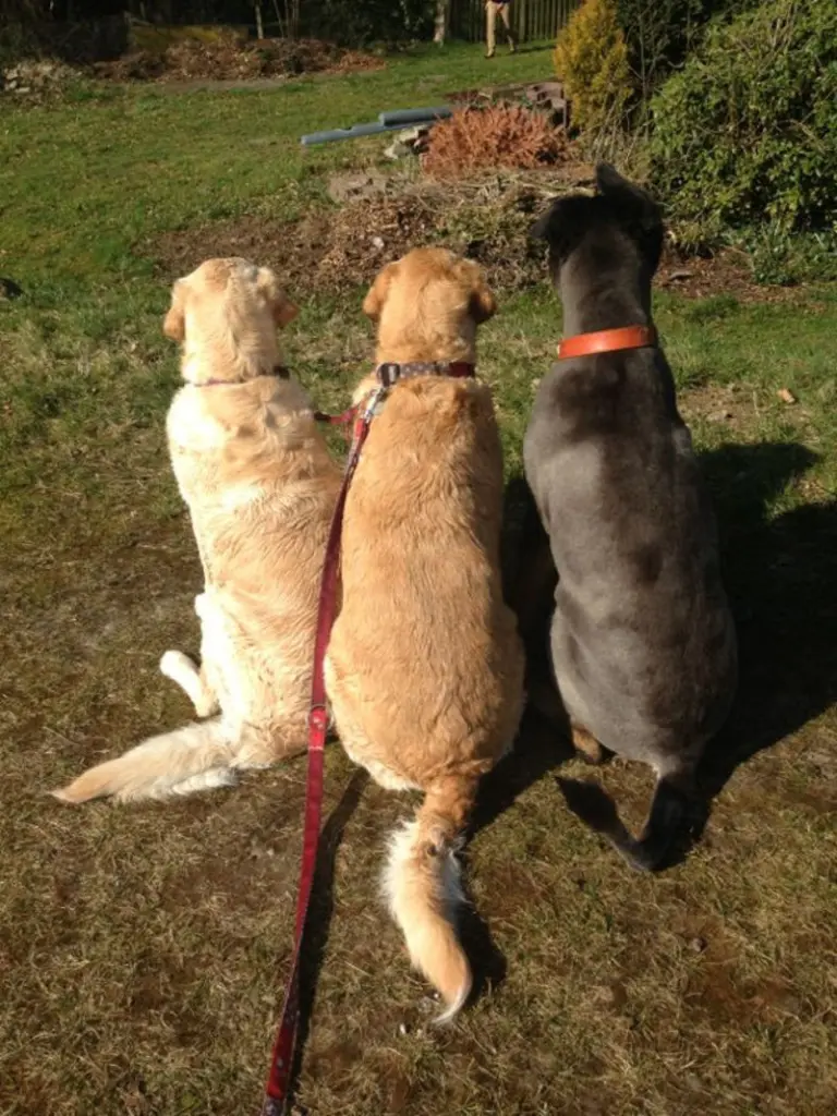 Andachtsbild von Brigitta 