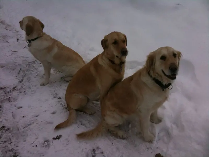 Andachtsbild von Brigitta 