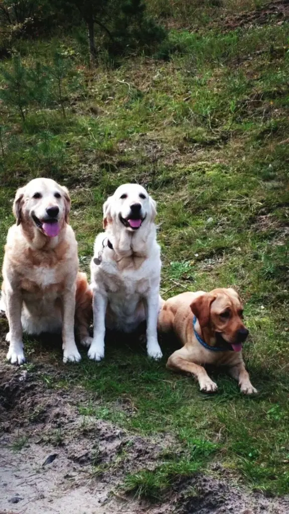 Andachtsbild von Brigitta 